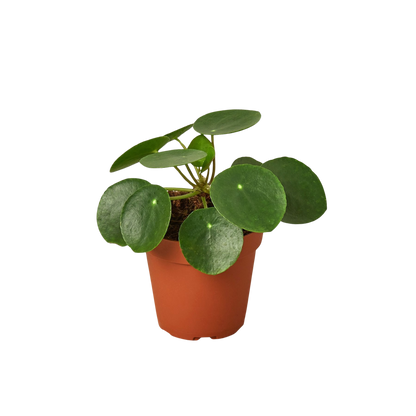 Pilea Peperomioides Chinese Money Plant | Easy Care Coin-Shaped Leaves | House Plant Shop