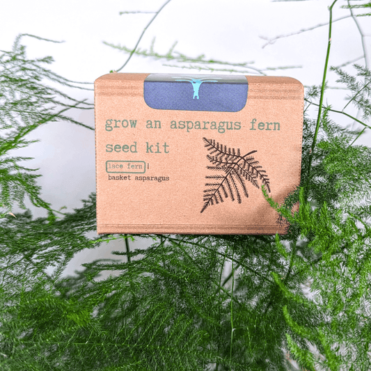 Asparagus fern seed kit box with blue handle and fern seed graphic on front