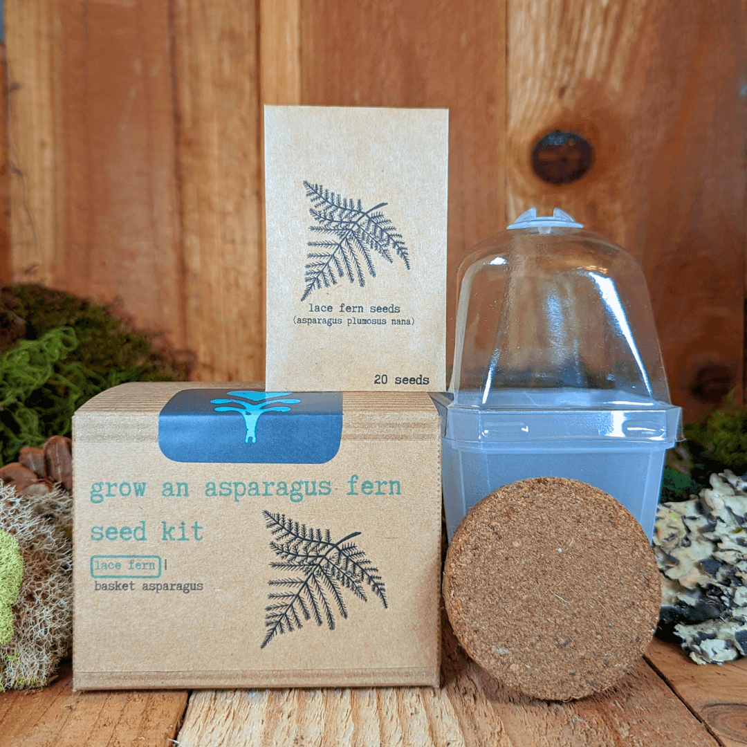 Asparagus fern seed kit box with glass dome, seed packet, and round soil pod