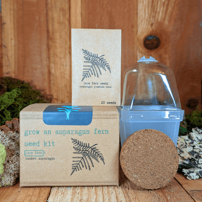 Asparagus fern seed kit box with glass dome, seed packet, and round soil pod