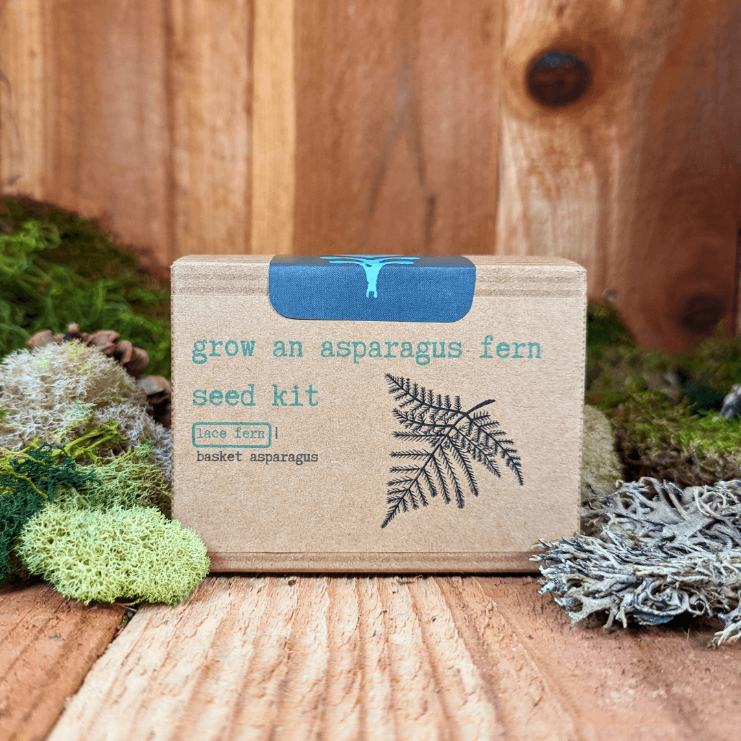 Asparagus fern seed kit box front with blue label and dark fern illustration