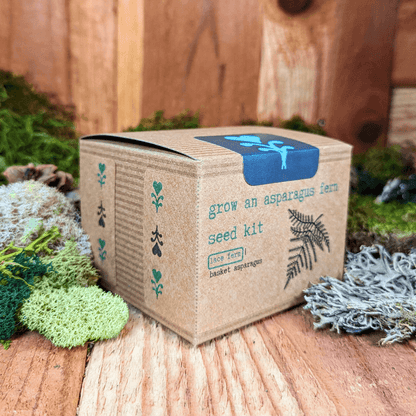 Asparagus fern seed kit box angled view with blue top and fern graphic panel