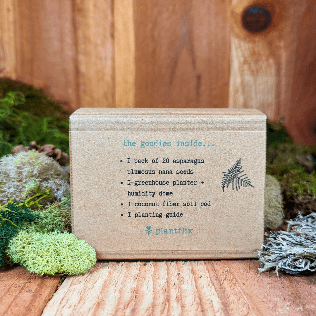 Asparagus fern seed kit box back with contents list and small fern logo