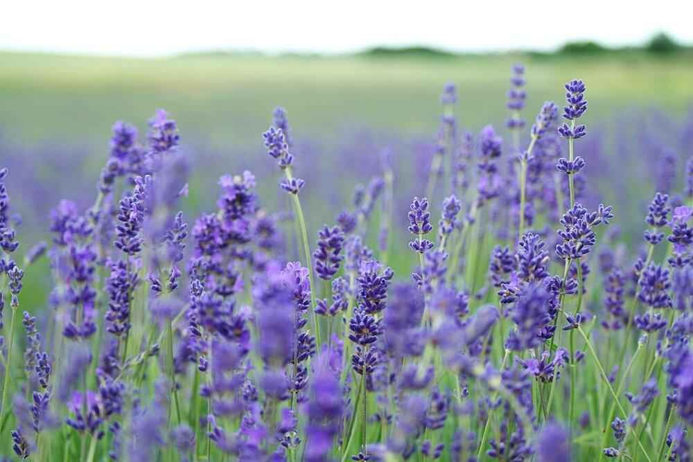 Lavender flower field with clusters of blue-purple blooming spikes