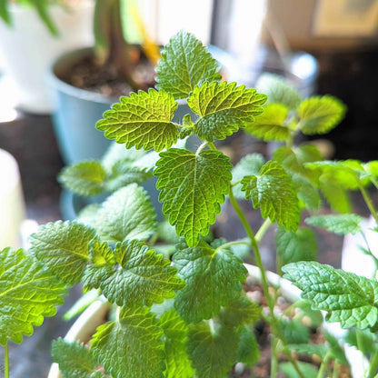Lemon balm plant with bright green, textured leaves in pots