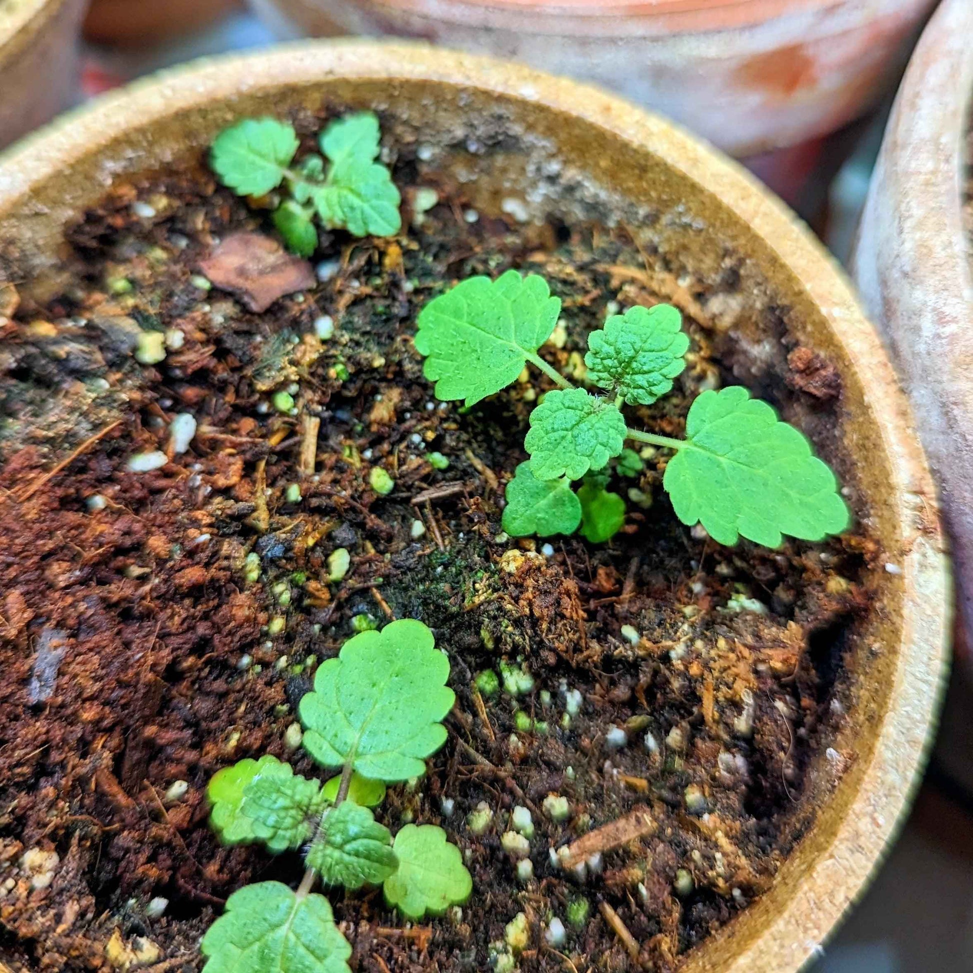 Lemon balm seedlings in soil-filled pot, small bright green leaves