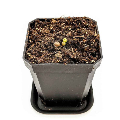 Lithops Mix (Living Stone) Seeds