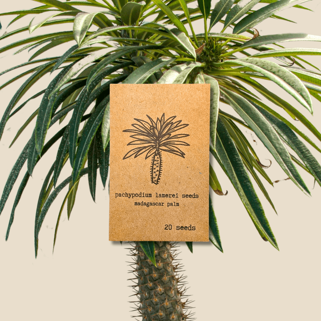 Madagascar Palm seed packet showing 20 Pachypodium lamerei seeds