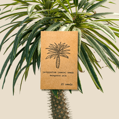 Madagascar Palm seed packet showing 20 Pachypodium lamerei seeds