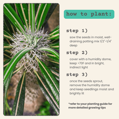 How to plant: sow seeds, cover with dome, keep moist and bright light