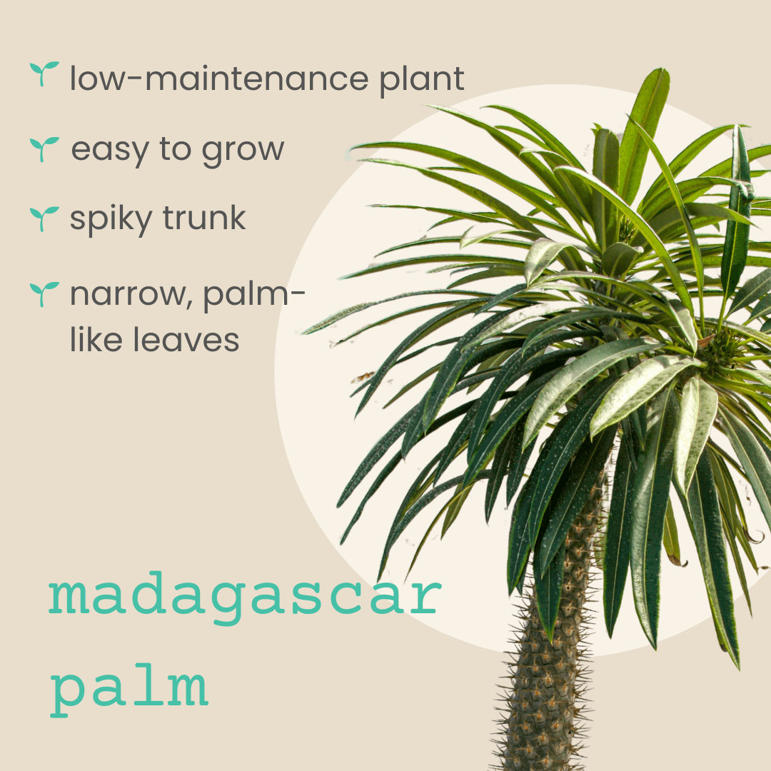 Madagascar palm plant with narrow palm-like leaves and spiky trunk