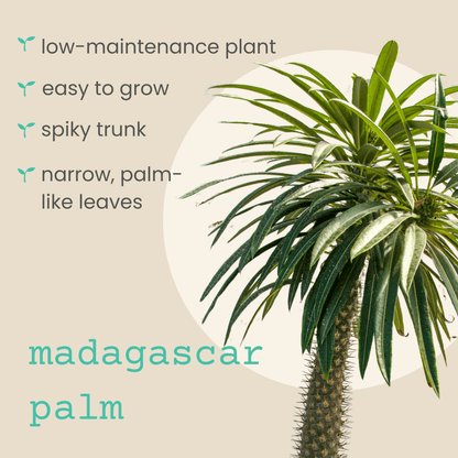 Madagascar palm plant with narrow palm-like leaves and spiky trunk
