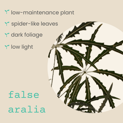 False aralia spider-like leaves with dark foliage on slender stems