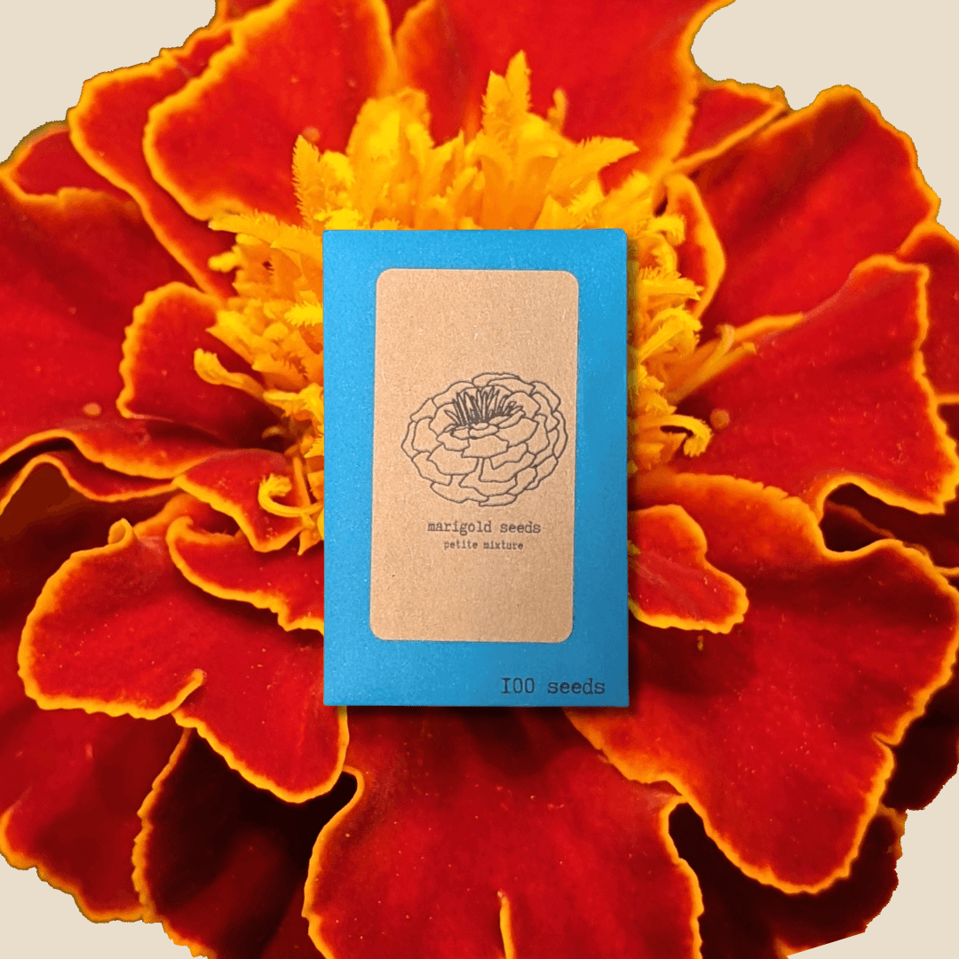 Petite Marigold Seeds packet, blue with label and '100 seeds' text