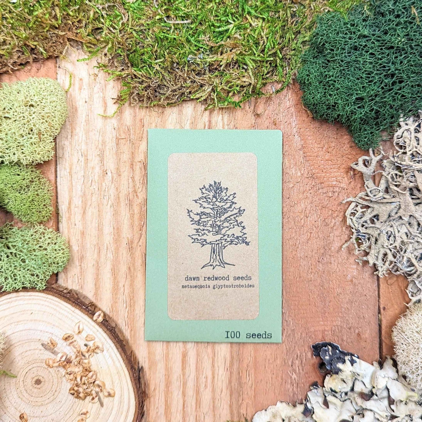 Dawn redwood seed packet front, blue-green, 'dawn redwood seeds' text, 100 seeds