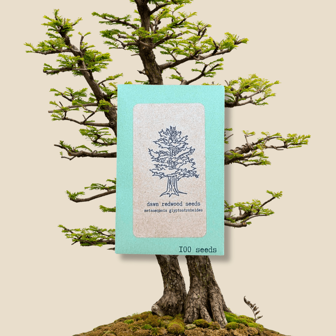 Dawn redwood seed packet, 100 seeds, blue-green label with tree illustration