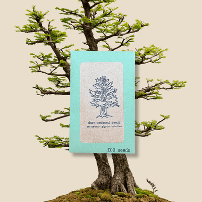 Dawn redwood seed packet, 100 seeds, blue-green label with tree illustration