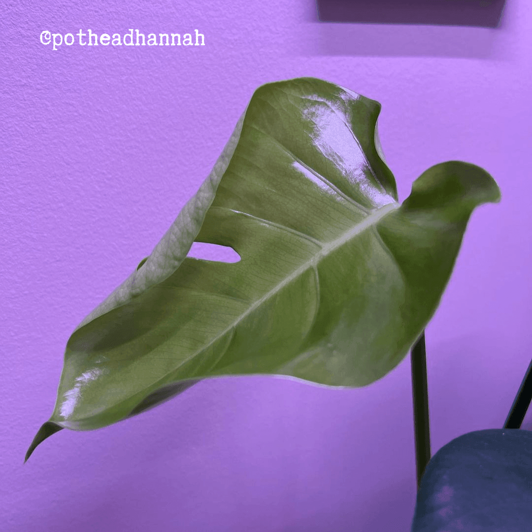 Monstera deliciosa seedling leaf in a small pot