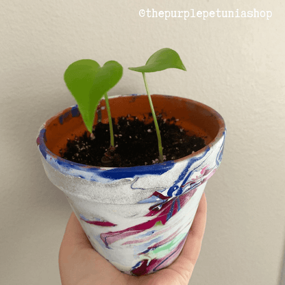 Monstera deliciosa seedlings growing in a small pot