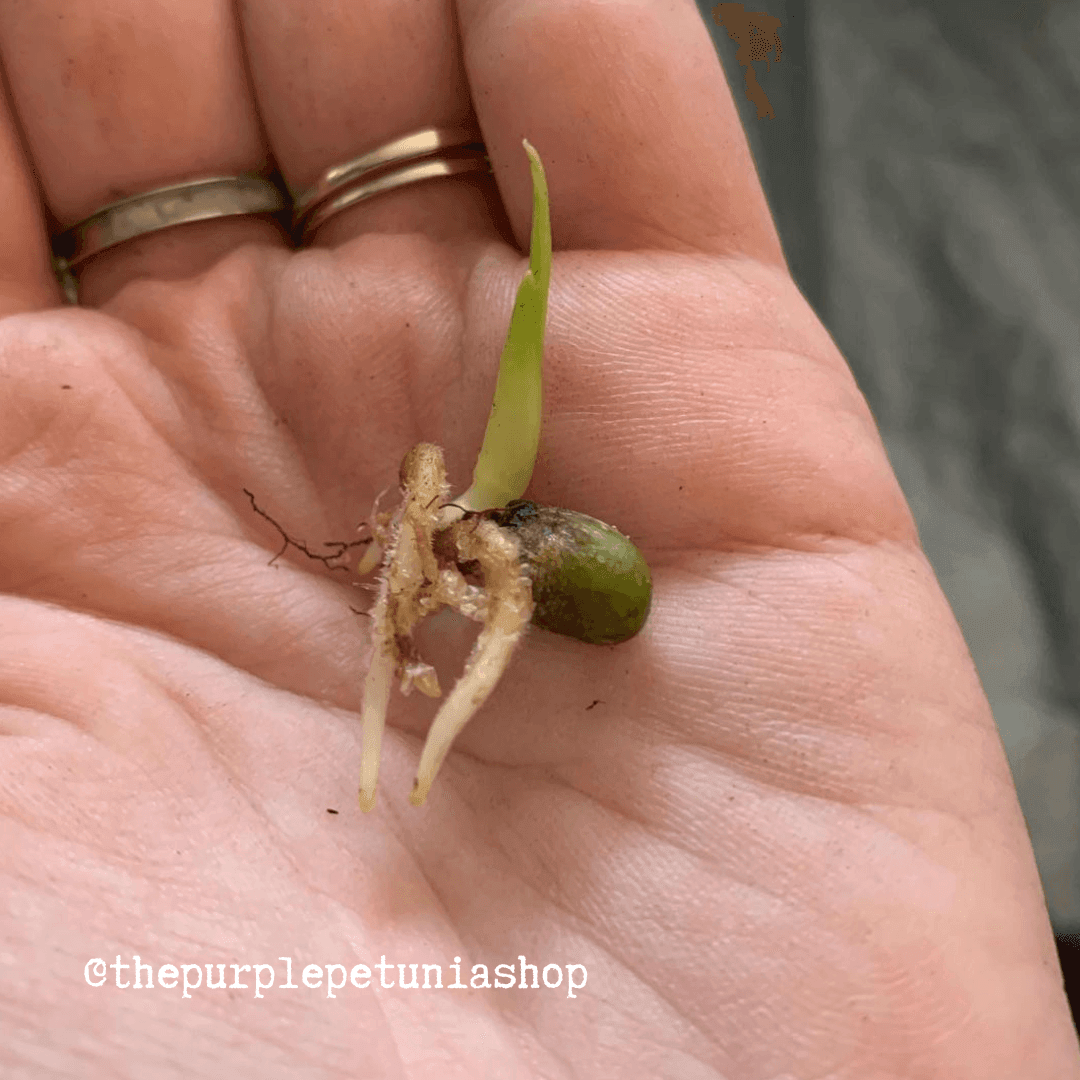 Monstera deliciosa seeds sprouting in hand