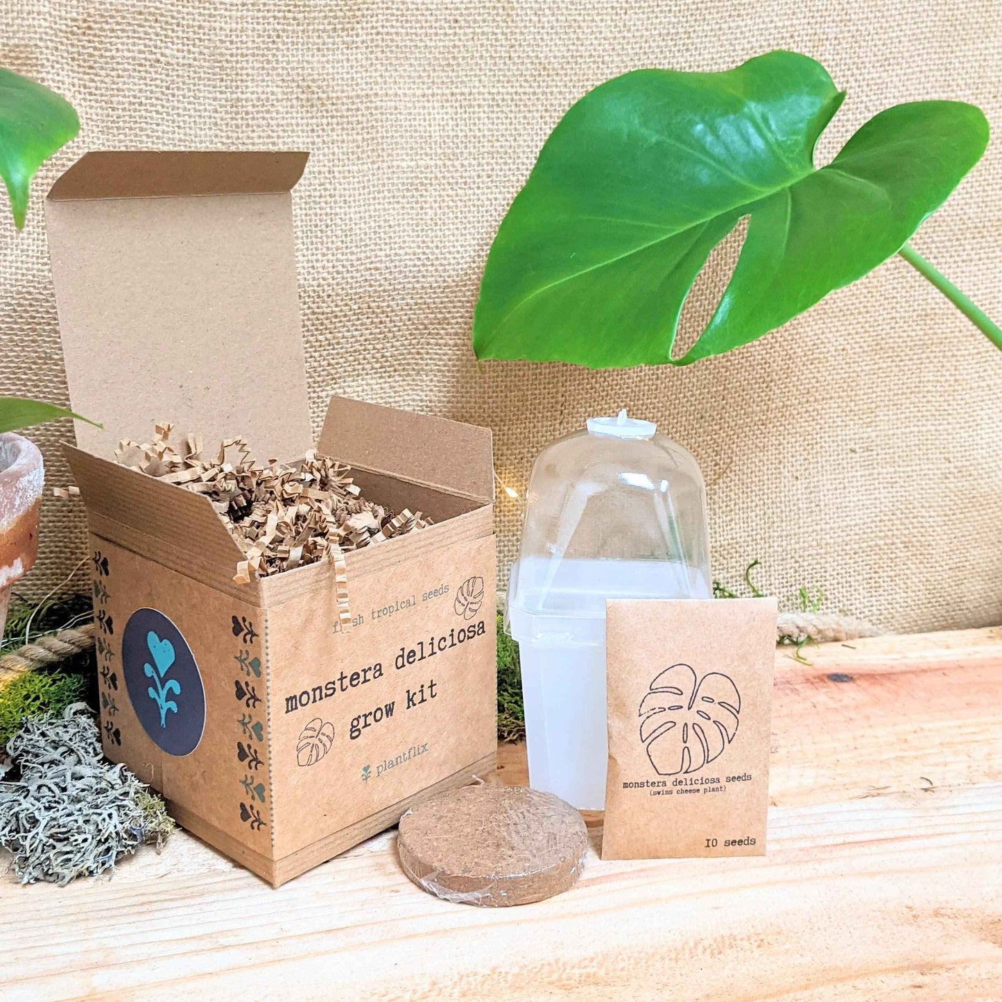 Monstera deliciosa grow kit with seed pack and growing items