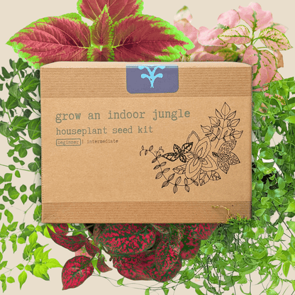 Indoor jungle houseplant seed kit box with large colorful tropical leaf behind