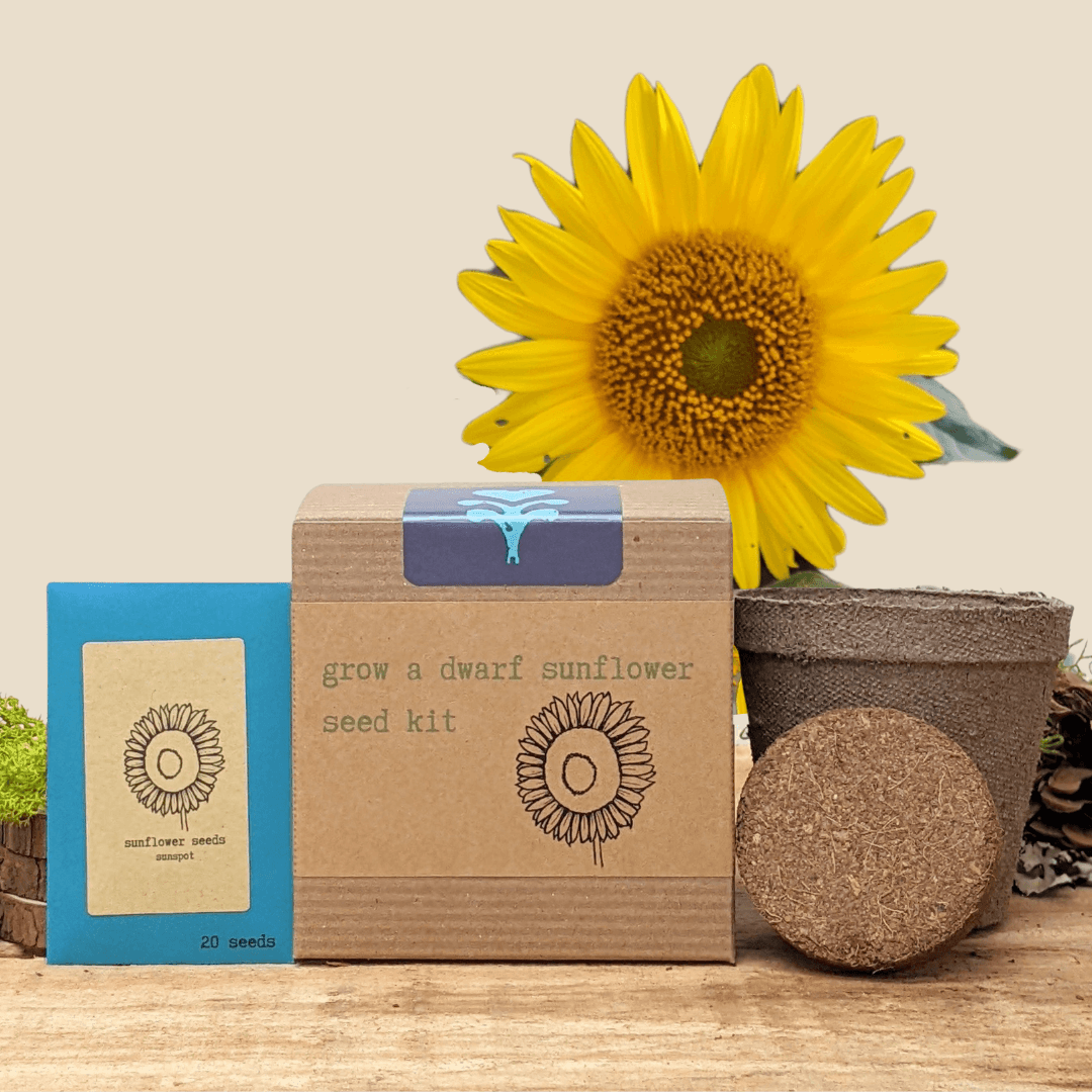 Dwarf Sunflower Grow Kit: seed packet, cardboard box, and coconut coir soil pod