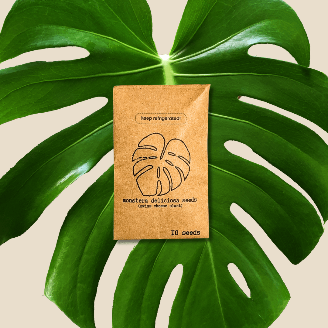 Monstera deliciosa “Swiss cheese plant” seeds pack, 10 seeds