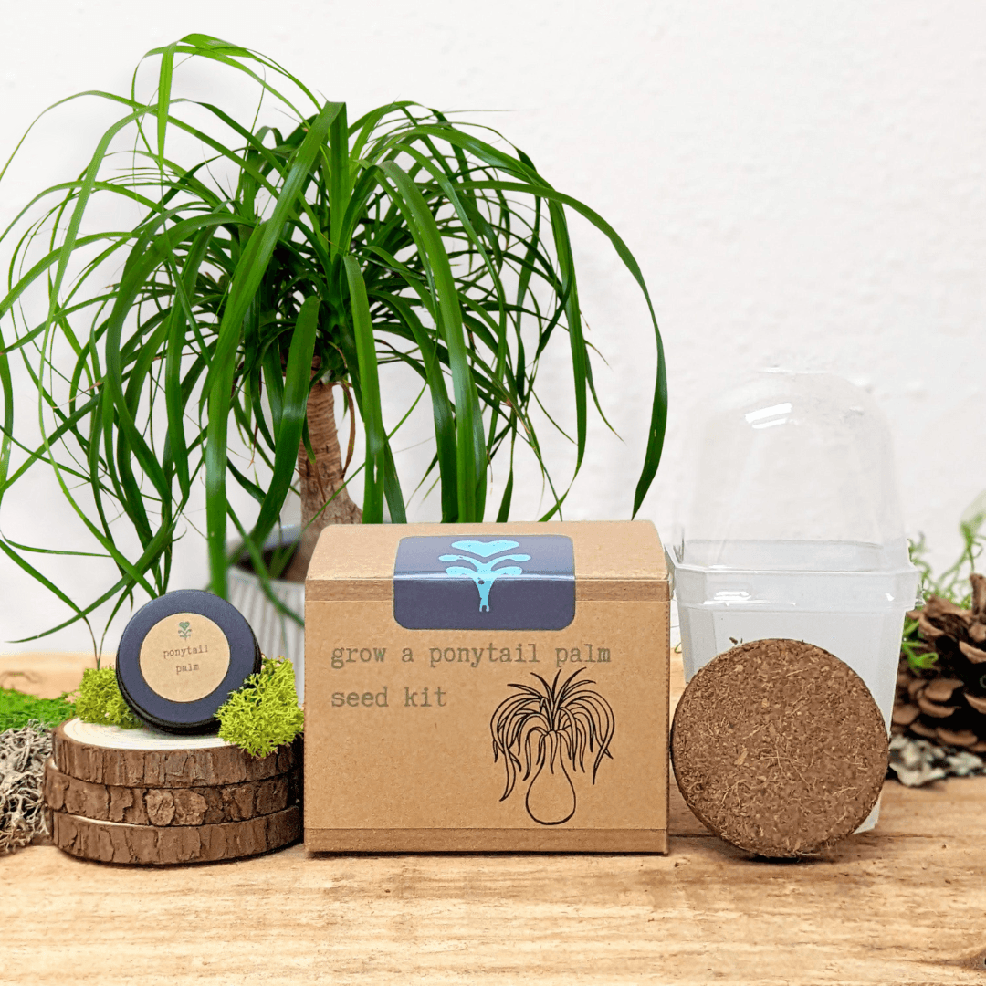 Grow a ponytail palm seed kit box with seed dome and coir pellet