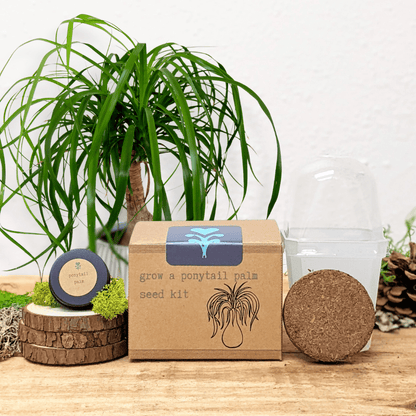 Grow a ponytail palm seed kit box with seed dome and coir pellet