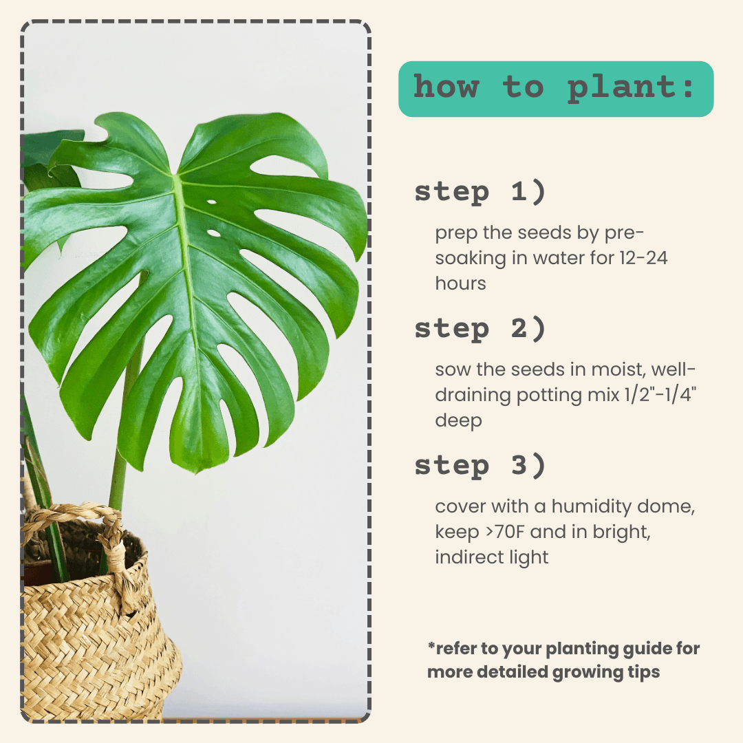 How to plant Monstera deliciosa seeds: soak, sow, cover, keep bright