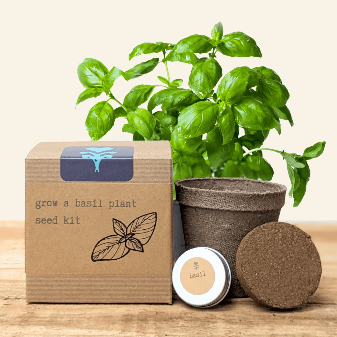 Basil seed kit with kraft box, fabric grow pot, seed tin, and green basil leaves
