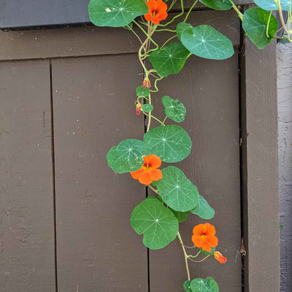 Nasturtium Seeds