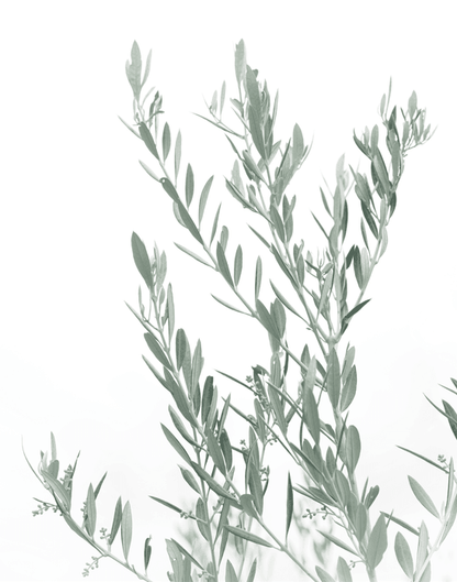 Olive tree plant with slender green leaves on branches