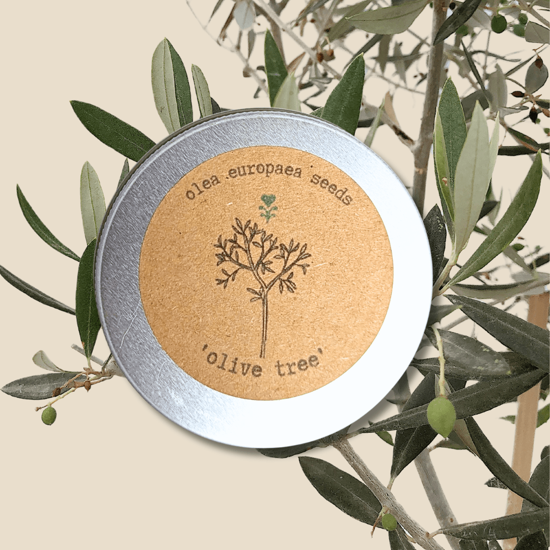 Olive tree seeds tin with illustrated tree label