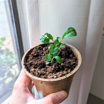 Organic Arugula Seeds