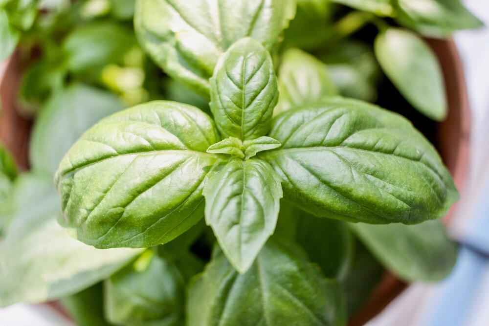 Close-up of fresh green basil leaves on the plant