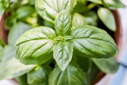 Close-up of fresh green basil leaves on the plant