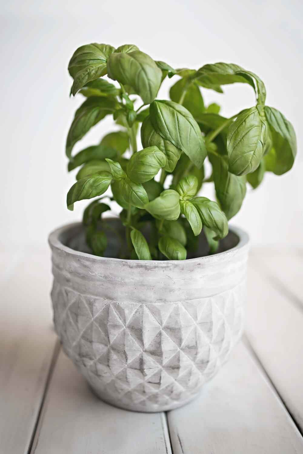 Basil plant in a gray textured pot on a wooden surface