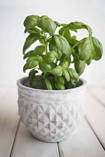 Basil plant in a gray textured pot on a wooden surface