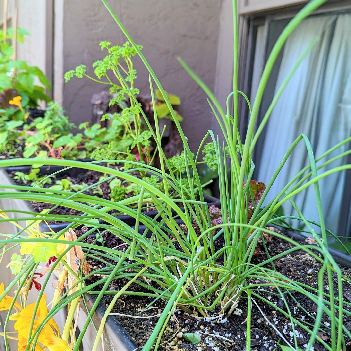 Organic Chives Seeds