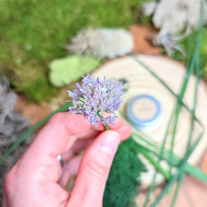 Organic Chives Seeds