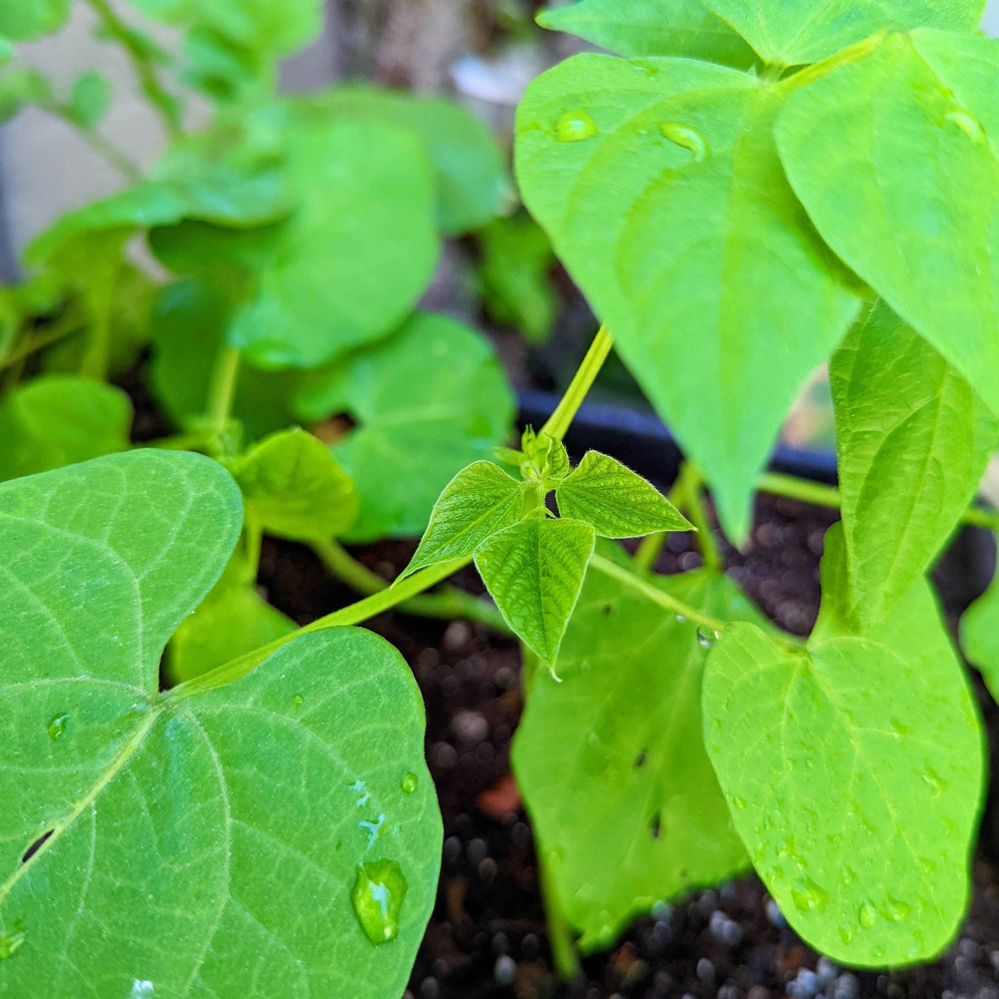 Organic Green Bean Seeds