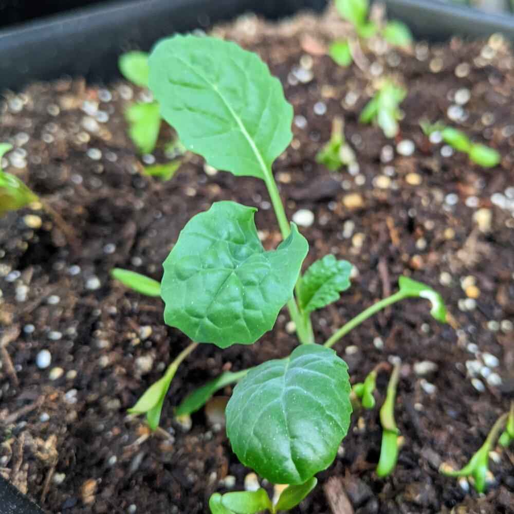 Organic Kale Seeds