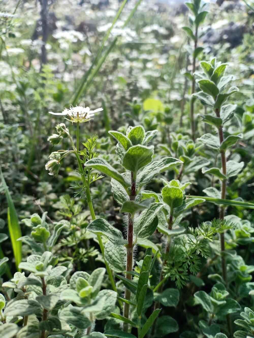 Oregano plant with green leaves and small buds in the garden