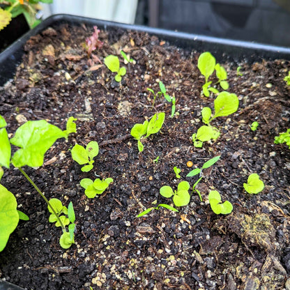 Tom Thumb lettuce seedlings in soil with small green sprouts