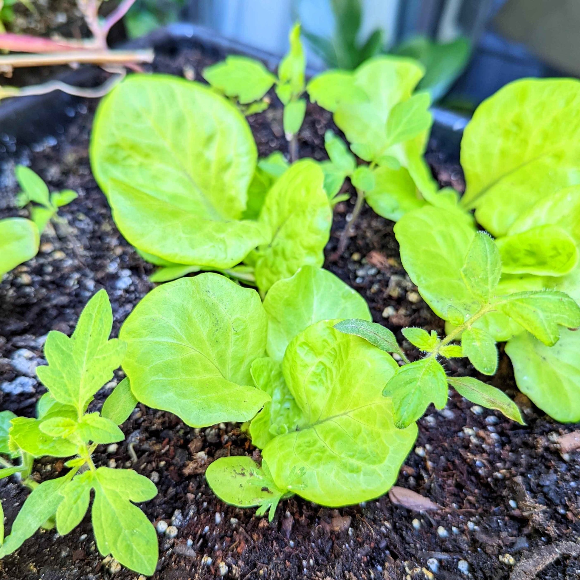 Small lettuce seedlings with broad, crinkled green leaves in garden bed