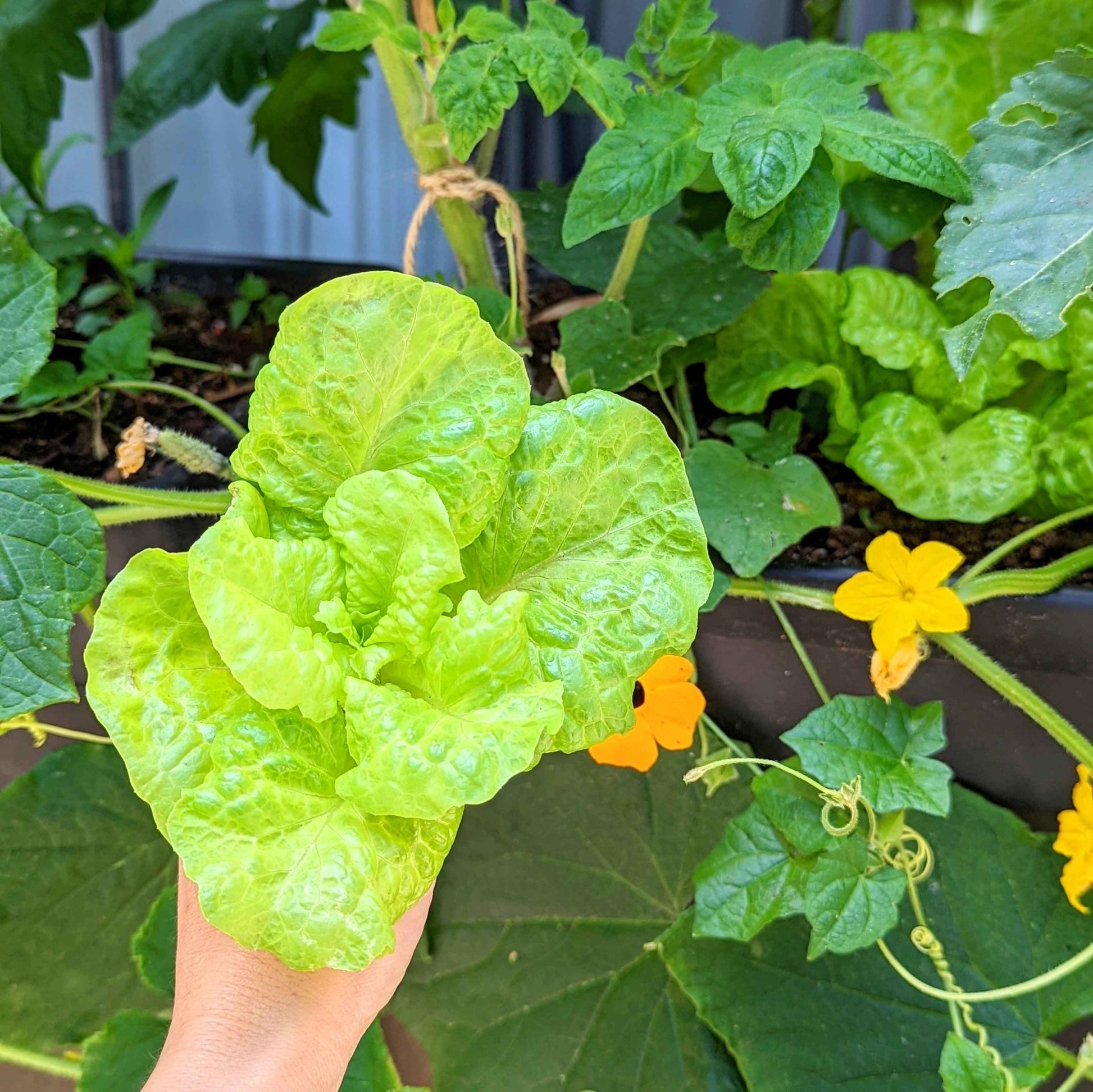 Young Tom Thumb lettuce plant with bright green leaves held in hand