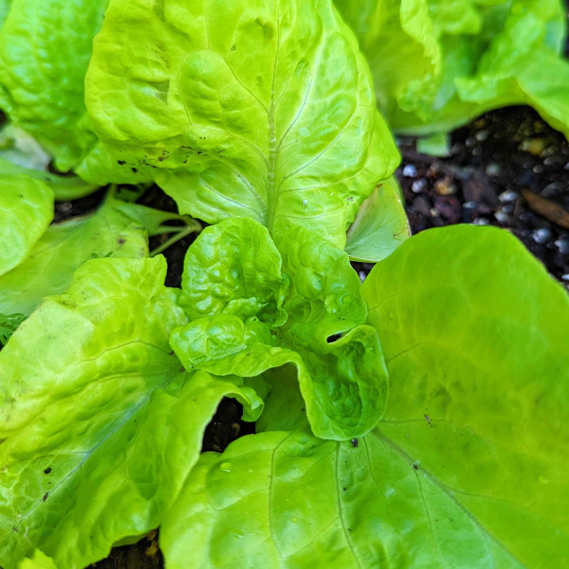 Close-up of crinkled green lettuce leaves growing from soil