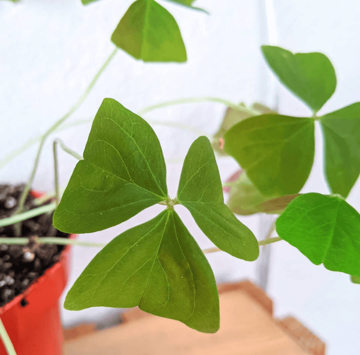Green Oxalis clover-like leaves with five-lobed shape